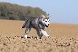 ALASKAN MALAMUTE 199